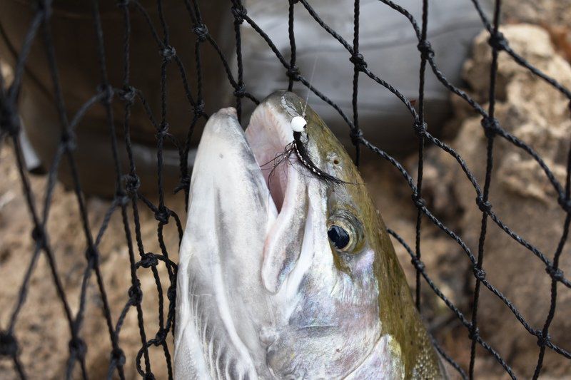 Bob Gwizdz: Silver superiority: Steelhead have upper hand at tried-and-true fishing hole